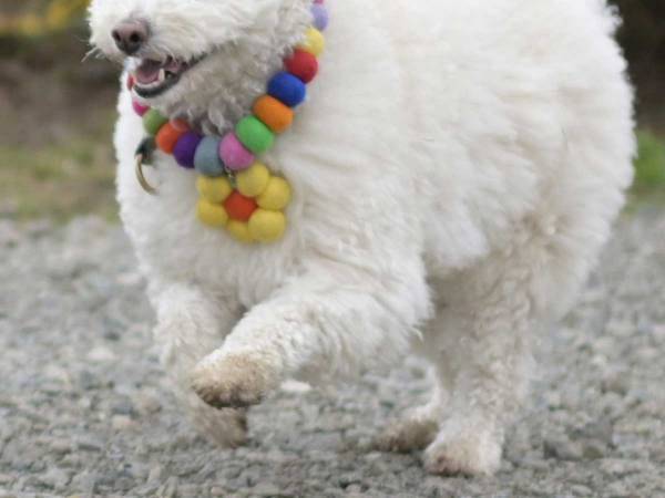 愛犬をドッグランへ…　犬ではなく、別の生き物だと思われることが多くて？