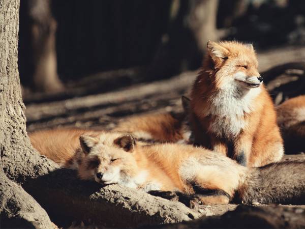 「キツネにリュックを奪われた！」　キツネ村の防犯カメラに映っていた真相に「ひどすぎる」