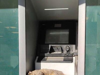 リアル招き猫？　ATMで昼寝をしているのは…「日本では考えられない光景」「羨ましい」