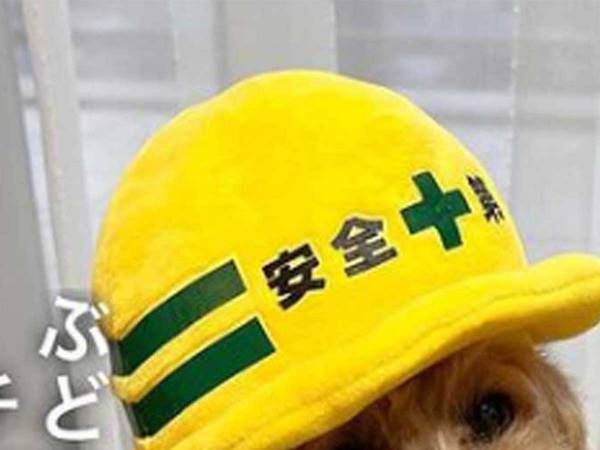 「ぶどうをレンジでチンすると…」　近所で評判の『監督』が教えてくれる豆知識にツボる