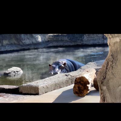 温泉に浸かるカバ！？　寒い日だけ見られる貴重な姿がまるで湯上がり