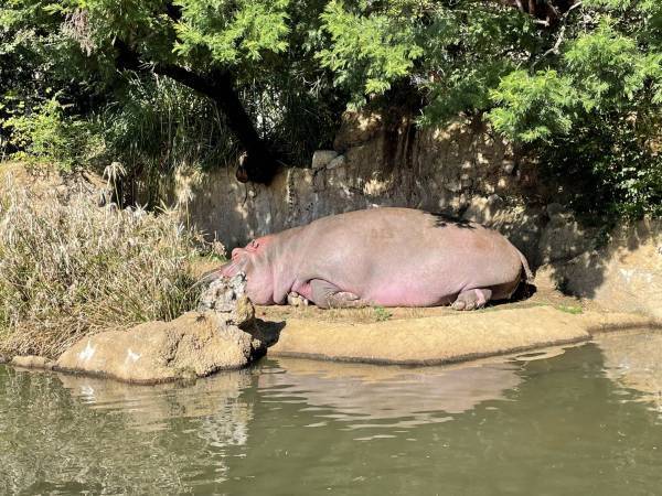 温泉に浸かるカバ！？　寒い日だけ見られる貴重な姿がまるで湯上がり