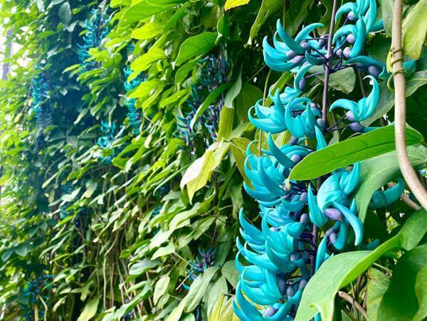 「ご自由にお持ち帰りください」　植物園に置かれていた『青いモノ』の正体は？