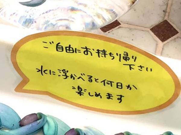 「ご自由にお持ち帰りください」　植物園に置かれていた『青いモノ』の正体は？