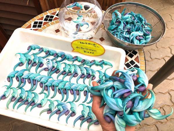 「ご自由にお持ち帰りください」　植物園に置かれていた『青いモノ』の正体は？