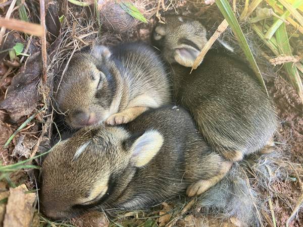 家の庭で犬が『ここ掘れワンワン』　発見された光景に「初めて見た！」「なんて素敵」