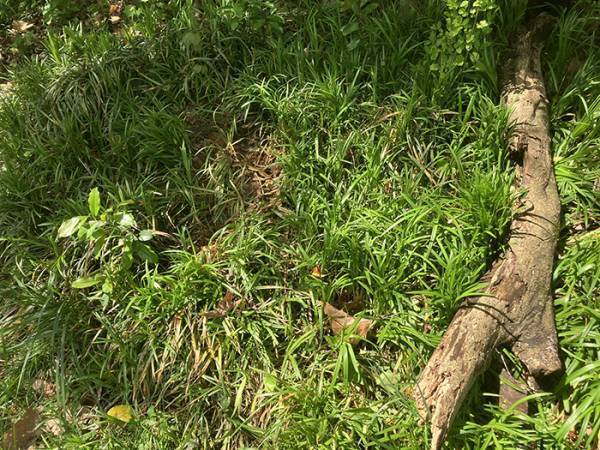 家の庭で犬が『ここ掘れワンワン』　発見された光景に「初めて見た！」「なんて素敵」