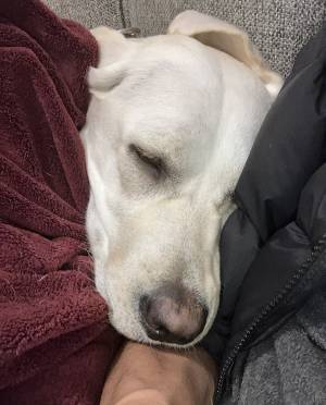 家の庭で犬が『ここ掘れワンワン』　発見された光景に「初めて見た！」「なんて素敵」