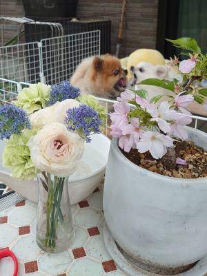 祖母の部屋を飾っていた『鉢植えの桜』　写真３枚に「朝から笑った」「後ろ後ろ！」