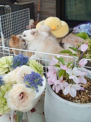 祖母の部屋を飾っていた『鉢植えの桜』　写真３枚に「朝から笑った」「後ろ後ろ！」