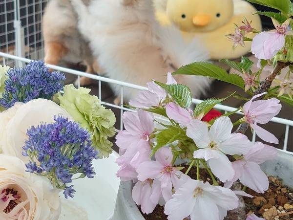 祖母の部屋を飾っていた『鉢植えの桜』　写真３枚に「朝から笑った」「後ろ後ろ！」