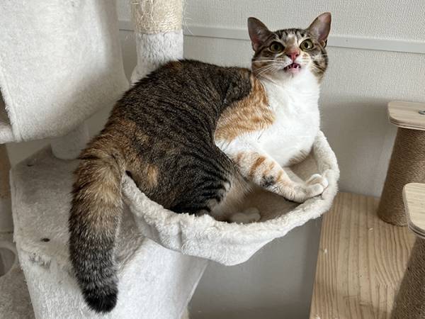 『盛大なくしゃみ』に、自分でビックリした猫　その後の姿に「吹いた」「完全に一致」