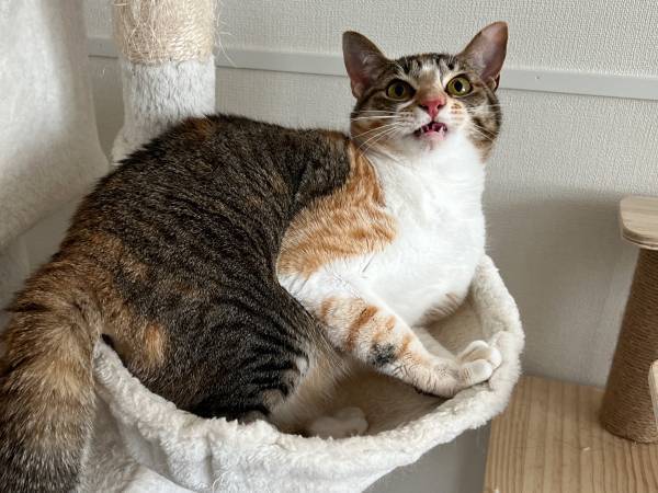 『盛大なくしゃみ』に、自分でビックリした猫　その後の姿に「吹いた」「完全に一致」