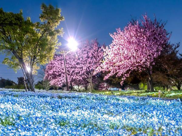 ネモフィラと八重桜のコラボに「初めて見た」「半端ない」　ライトアップに７万『いいね』