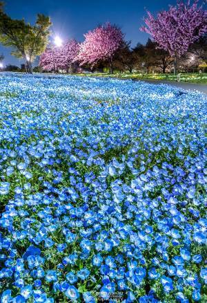 ネモフィラと八重桜のコラボに「初めて見た」「半端ない」　ライトアップに７万『いいね』