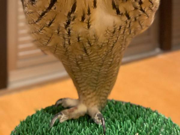 フクロウが『リラックス』すると？　写真に「知らなかった！」「初めて見たわ」