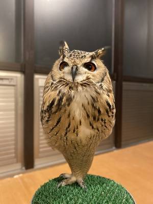 フクロウが『リラックス』すると？　写真に「知らなかった！」「初めて見たわ」