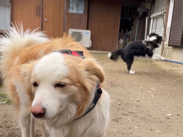 お散歩に行く直前の犬２匹　激しい『温度差』に「絶対笑う」「延々と見ていたい」