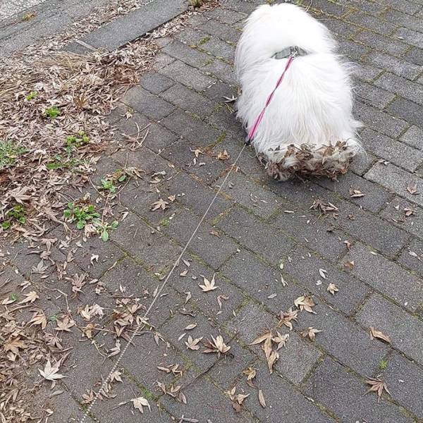 お散歩中に困った事態！　愛犬のおしりを見て「やめて～」
