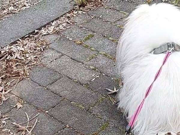 お散歩中に困った事態！　愛犬のおしりを見て「やめて～」