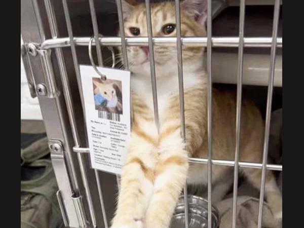 里親希望者にアピールする猫　ケージの中でとった『行動』に「絶対断れん」「すぐほしい」