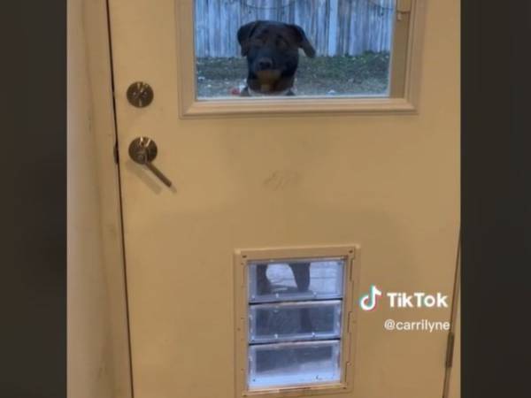 飼い主「使ってね」　愛犬のために、ドアの下に通り道を作ったら？　「爆笑した」「人じゃん」