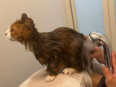 「すごい画」「下僕を極めている」　猫をお風呂に入れた飼い主　夫の行動に「笑った」