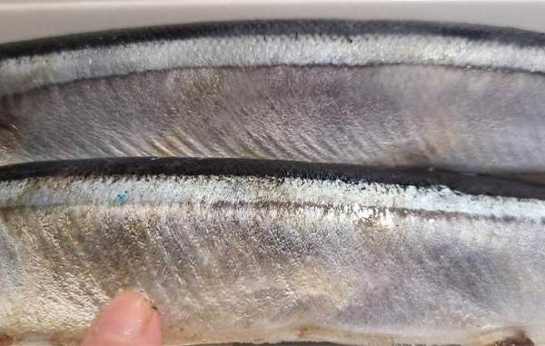 キッチンにある調味料を使うだけ！　青魚の臭いをとる方法に「びっくり」「ためらわず買える」