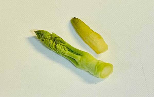 今が旬の『あの山菜』が簡単パスタに！　「これはリピ確定」「渋みがアクセント」