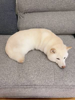 柴犬の寝姿に、飼い主「えっ？」　全貌に「ビックリしたわ！」「新種の生き物！？」