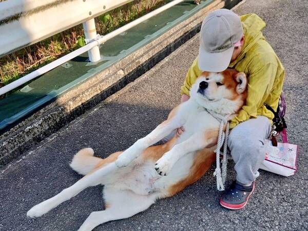 秋田犬の成犬　そのサイズはとても大きくて？　散歩を続けるためにとった行動に飼い主は…