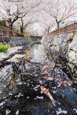 「日本画のようです」「美しい春の一瞬」　写真の中のすべてが美しく調和した圧巻の１枚