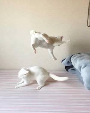 「こんなの、普通は撮れない」　２匹の猫の『奇跡的な瞬間』を収めた写真とは