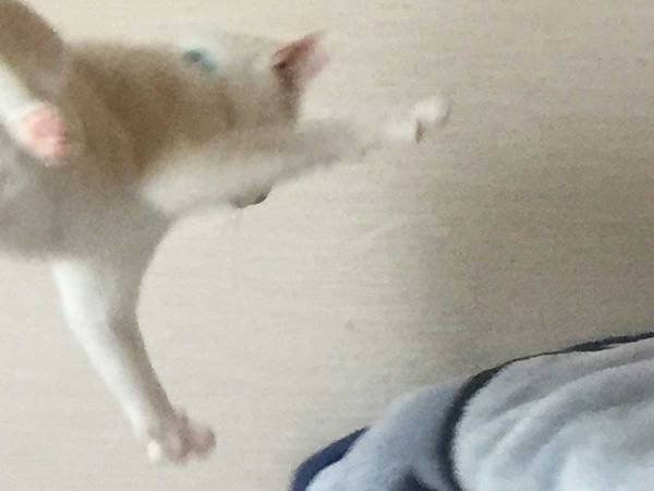 「こんなの、普通は撮れない」　２匹の猫の『奇跡的な瞬間』を収めた写真とは