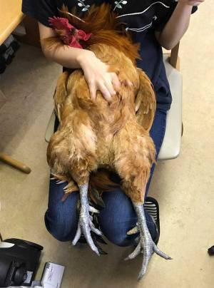 犬でも猫でもない、その正体は…？　飼い主のヒザで甘える姿がかわいすぎ！