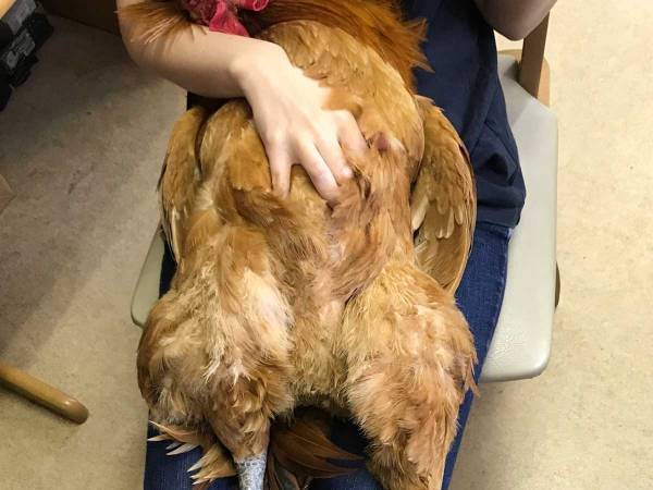 犬でも猫でもない、その正体は…？　飼い主のヒザで甘える姿がかわいすぎ！