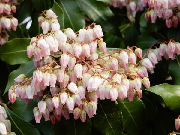 動物園でアルパカが急逝　その理由に「知らなかった…」「あまりにもつらすぎる」