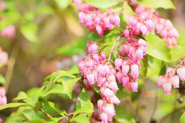 動物園でアルパカが急逝　その理由に「知らなかった…」「あまりにもつらすぎる」