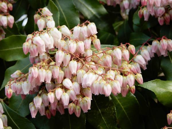 動物園でアルパカが急逝　その理由に「知らなかった…」「あまりにもつらすぎる」