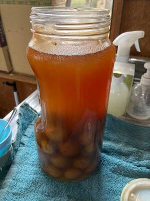 「勇気ありすぎ」　庭から突然出土してきた『見知らぬ梅酒』を飲んでみた結果…