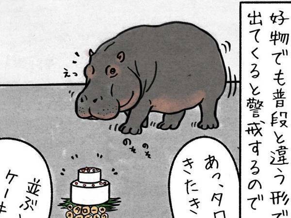 カバの誕生日ケーキを用意した飼育員　出してみると？　「なんか温かい気持ちになる」