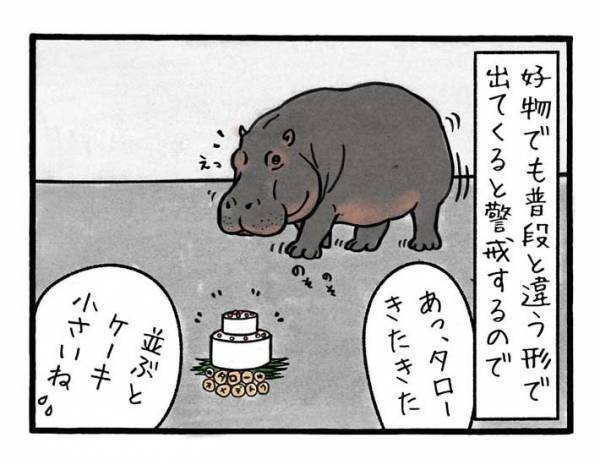 カバの誕生日ケーキを用意した飼育員　出してみると？　「なんか温かい気持ちになる」