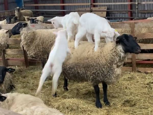 子ヤギとヒツジの『新技』に９万いいね！　動画に「すっげえ！」「ずっと見ていたい」