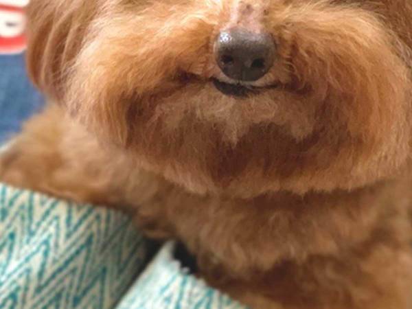 飼い主「スリッパがないのだが」　犬の反応に「たまらない」「ドヤ顔してて好き」