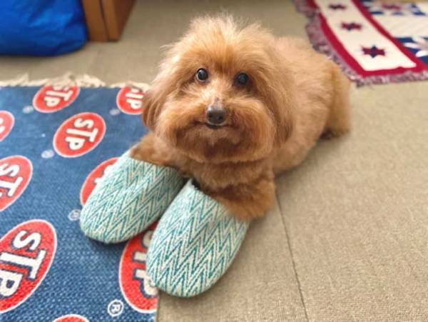 飼い主「スリッパがないのだが」　犬の反応に「たまらない」「ドヤ顔してて好き」