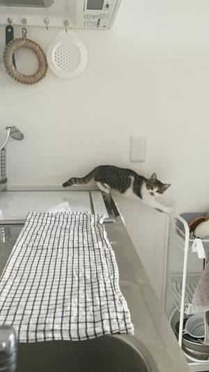 キッチンに行ったきり、妙に静かな子猫　様子を見たら「どうしてそうなった！」「こりゃ吹くわ！」