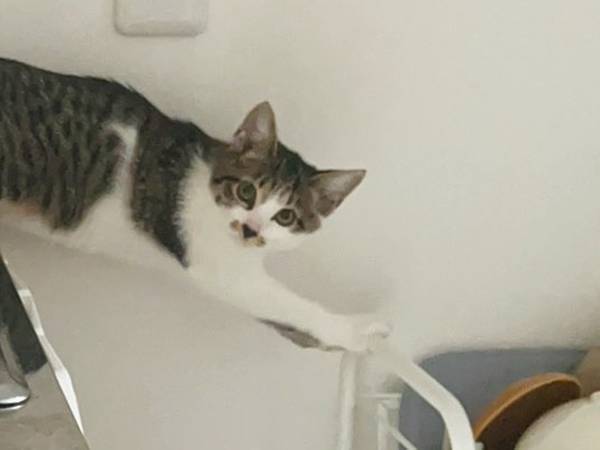 キッチンに行ったきり、妙に静かな子猫　様子を見たら「どうしてそうなった！」「こりゃ吹くわ！」