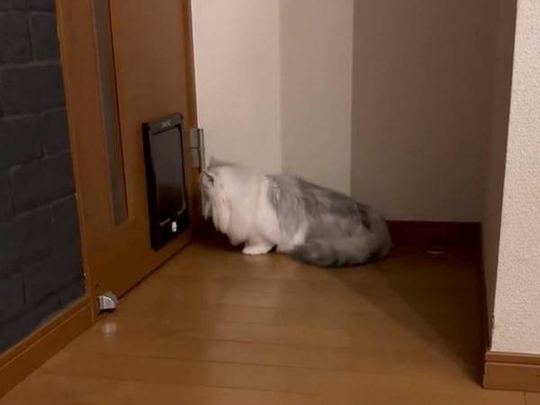 キャットドアをくぐる猫の様子が…？　「面白くて何回も見た」「斬新」