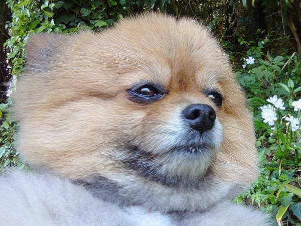 遠くを見つめるポメラニアン　ギャップが激しい写真を公開