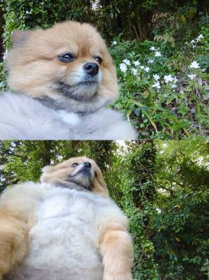 遠くを見つめるポメラニアン　ギャップが激しい写真を公開